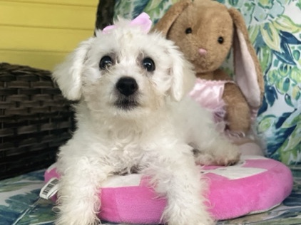 Bichon Frise – Bichon puppy – Fort Myers