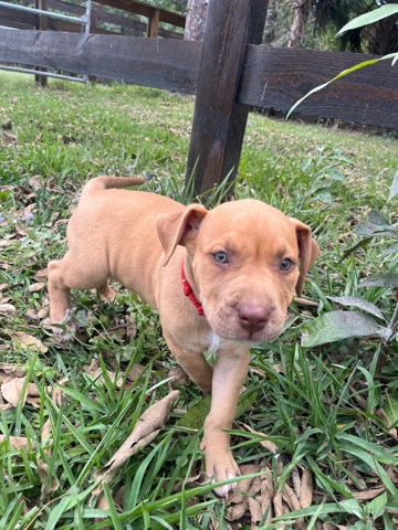 American Bulldog – American XL Bullies for sale