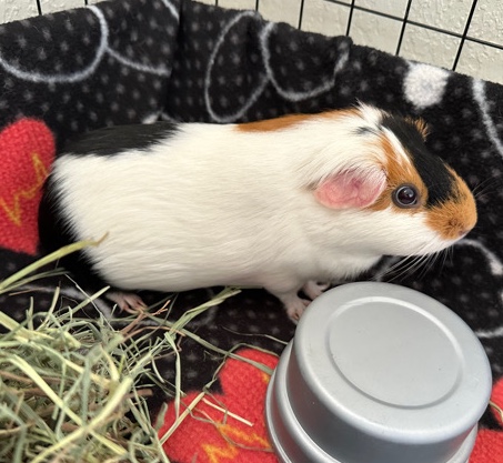 guinea pig – Guinea Pig w/ enclosure and carrier