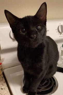 black cat (Toothless) 