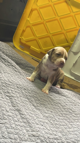 Dogo Argentino – doggo argentino mix catahoula