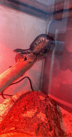 Re-homing Ball Python