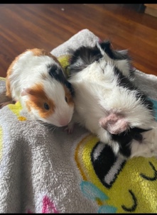 Any – 2 guinea pigs