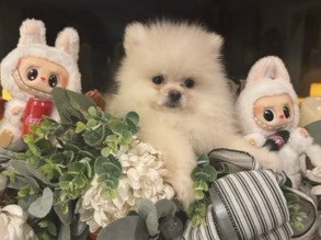 Rehoming AKC Pomeranian Puppy (OrangeCounty)