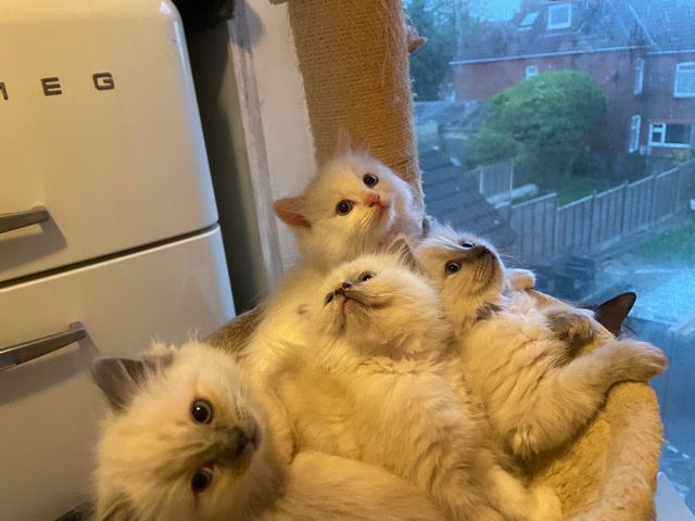 Ragdoll – Beautiful Ragdoll Kittens Ready Now