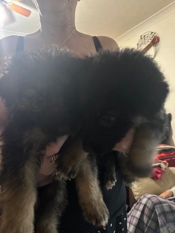 German Shepherd – German shepherd puppies