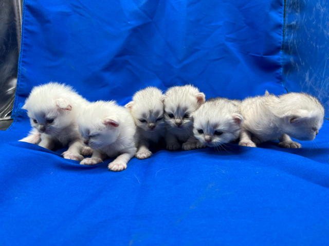 British Longhair – brittish long hair kittens