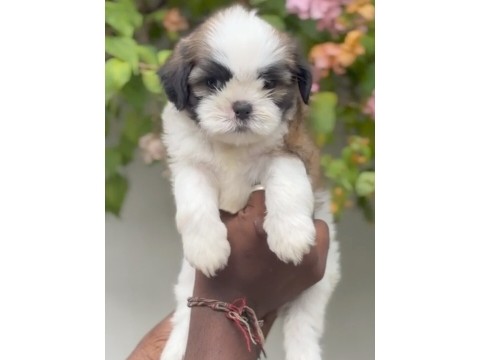 Shih Tzu – Shitzu – Edamalaipatti Pudur