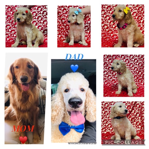 Golden Retriever – Goldendoodles