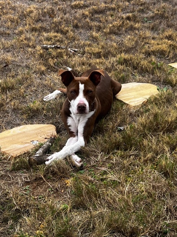 American Pit Bull Terrier – Red Nose Pit