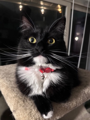 Minnie needs a home.