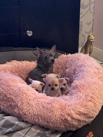 tiny chihuahua pups