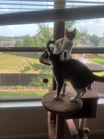 American Shorthair – kitten for sale