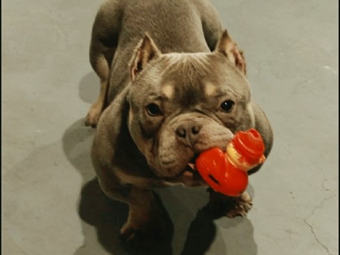 American Bulldog – Exotic bully – Bellmawr