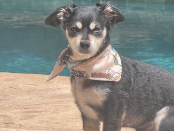 Mixed Breed – Friendly Mixed Breed Dog for Adoption – Los Angeles – Los Angeles