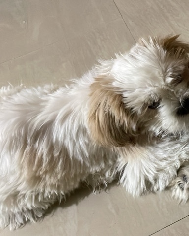 Lhasa Apso – lhasa apso