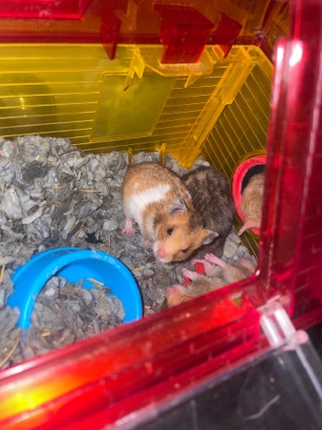 hamsters for sale