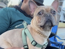 French Bulldog – French bulldog – Monrovia