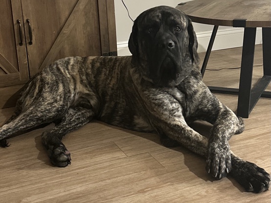 English Mastiff – Gentle Giant – Vernon Rockville