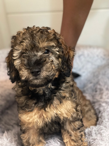 pup