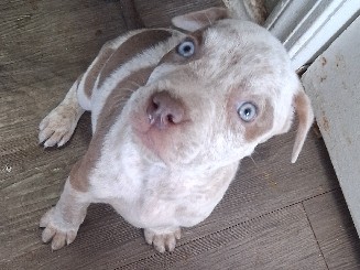 American Pit Bull Terrier – Taz – Tulsa