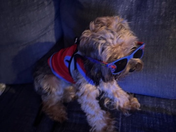 Maltese – Shih Tzu poodle Maltese – New York