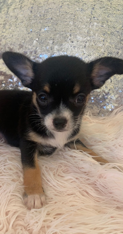 Chihuahua – CKC Registered Chihuahuas