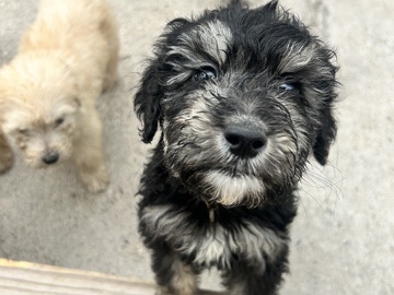 Goldendoodle – Golden doodles – Del Rio