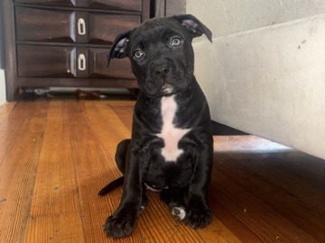 American Pit Bull Terrier – pits! – Boston
