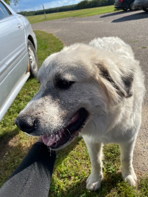 Great Pyrenees – Oakley Great Pyrenees – Brainerd