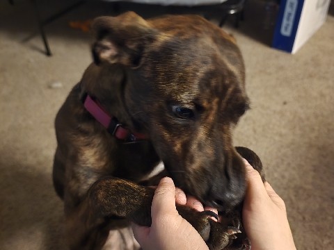Dutch Shepherd Dog – Smart Dutch Shepherd Dog for Sale – San Antonio – San Antonio