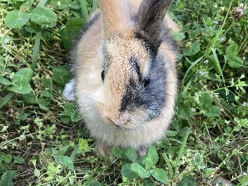 Harlequin – Harlequin Doe - 7 weeks – Massillon