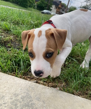 American Pit Bull Terrier – Red nose Pitt bull puppy