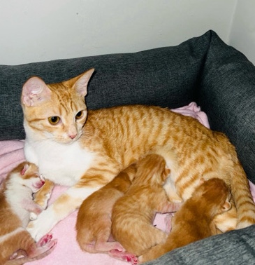 Sokoke – Ginger Kittens🐈