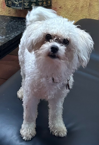Shih Tzu – 1 year old “Shichon”