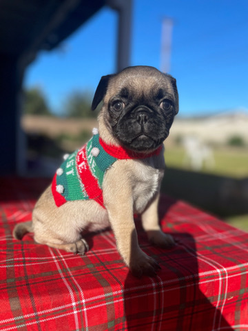 Pug – Rehoming #4 ❤️male