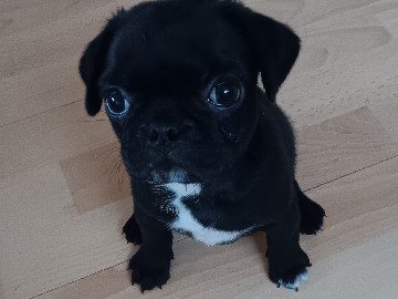 Pug - Purebred Pug Puppy available for adoption in Los Angeles