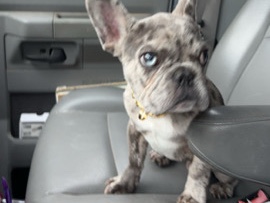 French Bulldog – frenchie – Tyler