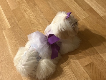 Shih Tzu – Adorable Shih Tzu – 9 Months Old – House Trained in Jacksonville – Jacksonville