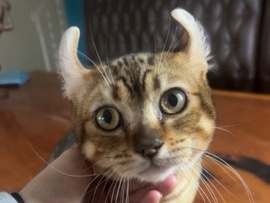 Savannah – Savannah/Bobcat Hybrid Mix – Moreno Valley