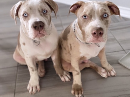 American Bulldog – dogs – Raleigh