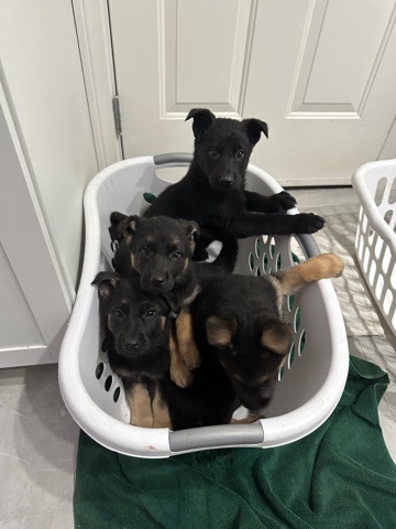 German Shepherd – Pure Bred German shepards! $500