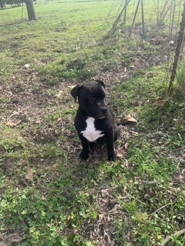 Staffordshire Bull Terrier – re-homing fee