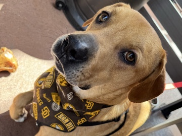 Mixed Breed – Pet Rehome – San Diego