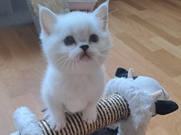 British Longhair – Britische Kurzhaar Kitten – Berlin