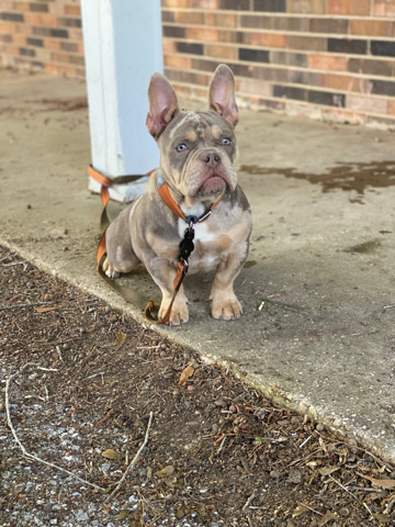 American Bulldog – American bully call or text ***-5406