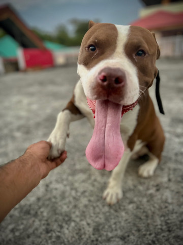 American Pit Bull Terrier – adoption