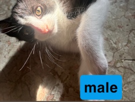 2 kittens – Brooks
