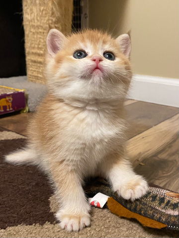 British Shorthair – British shorthair kittens
