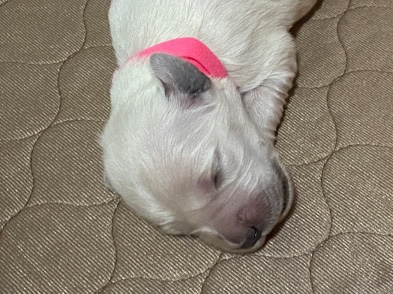 Golden Retriever – Golden Retriever - Miss Pink